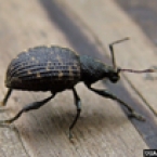 Black Vine Weevil