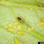 Aphids