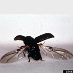 Bark Beetle