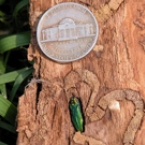 Emerald Ash Borer