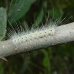 Fall Webworm