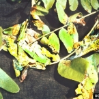Mimosa Webworm