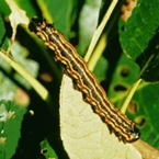 Orangestriped Oakworm