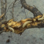 Peachtree Borer