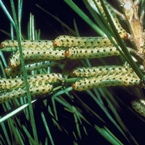 Pine Sawflies