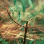 Deer Damage