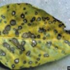 Leaf Spot Tree Disease