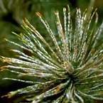 Pine Needle Scale