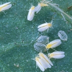 Whiteflies