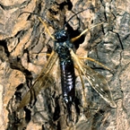 Sirex Woodwasp