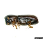 Ambrosia Beetle (Asian)