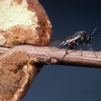 Cynipid Wasp