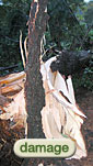 Tree cutting services surrey, Glen Echo MD