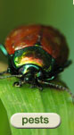 Insect & Tree Pest Index