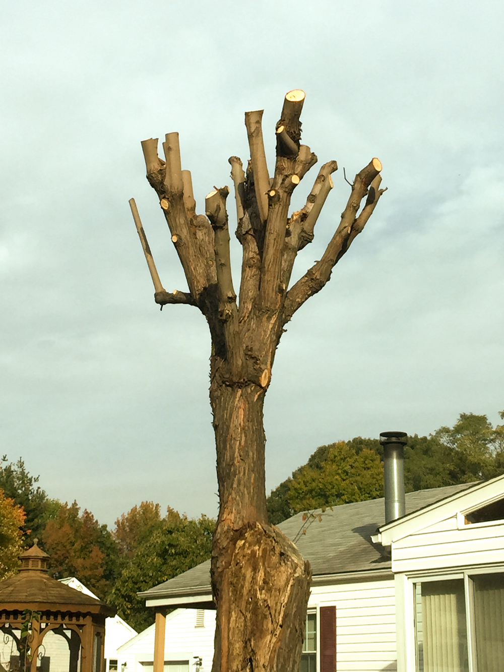 Improper Pruning Can Destroy Your Trees Wood Acres Tree Specialists