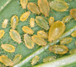 aphids