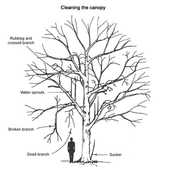 tree canopy cleaning