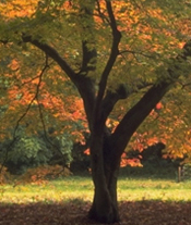 red maple tree service rockville MD