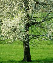 bradford pear tree service washington DC