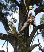 cabling and bracing trees