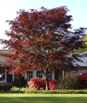 pruning trees bethesda MD