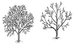 Pruning to Thin Trees