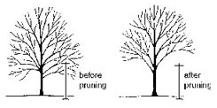 Pruning to Raise Trees