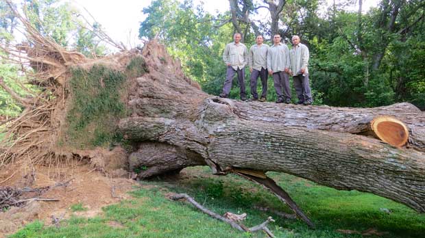 tree removal Maryland DC