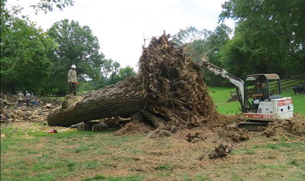 tree and stump removal Potomac MD