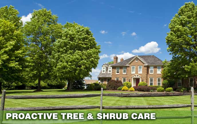 Proactive Tree and Shrub Care for Maryland and NW Washington DC