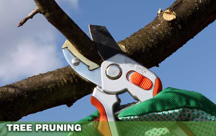 Tree Pruning Maryland DC