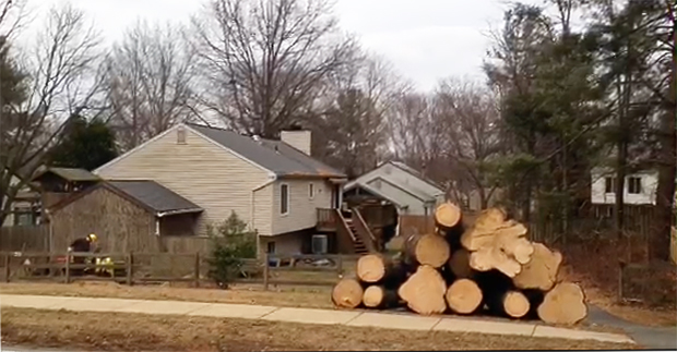 large tree removal MD, DC