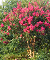 crape myrtle care Washington DC